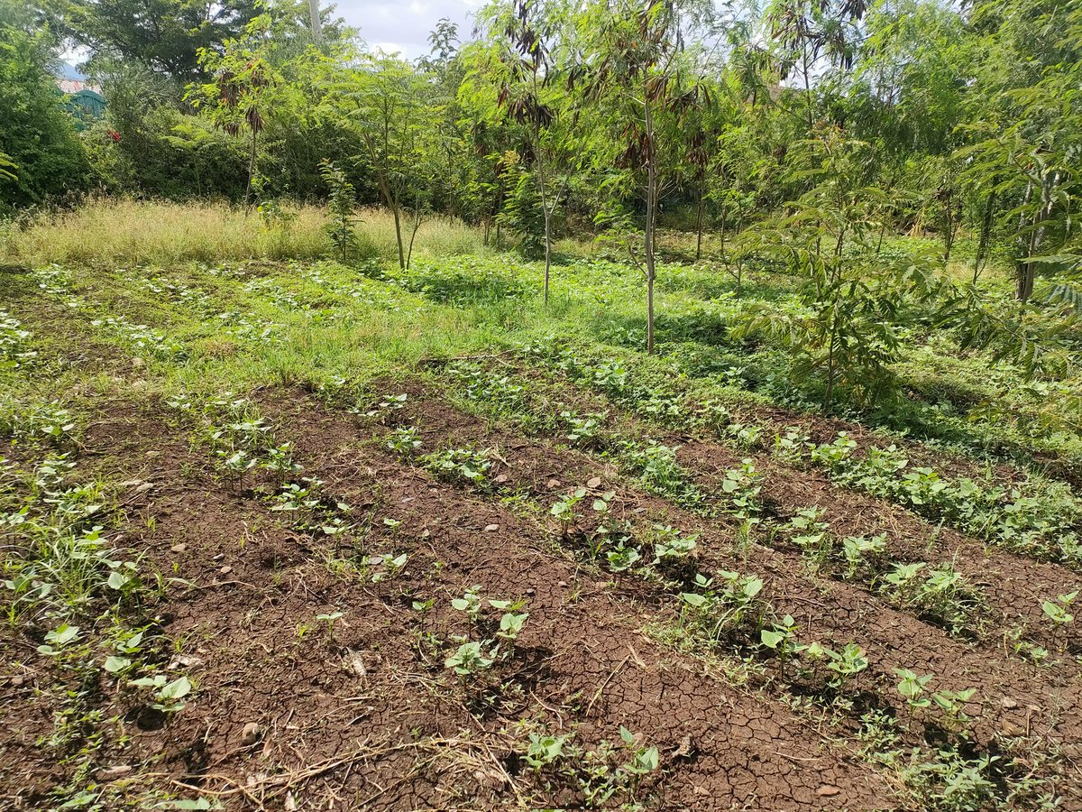 Ict011's tweet photo. We practice agroforestry at our green space and that's why our trees grow very fast and we harvest Healthy beans and vegetables under a cool environment🌱🌳💚💚.~Triple wins https://t.co/gSjsRZWBww