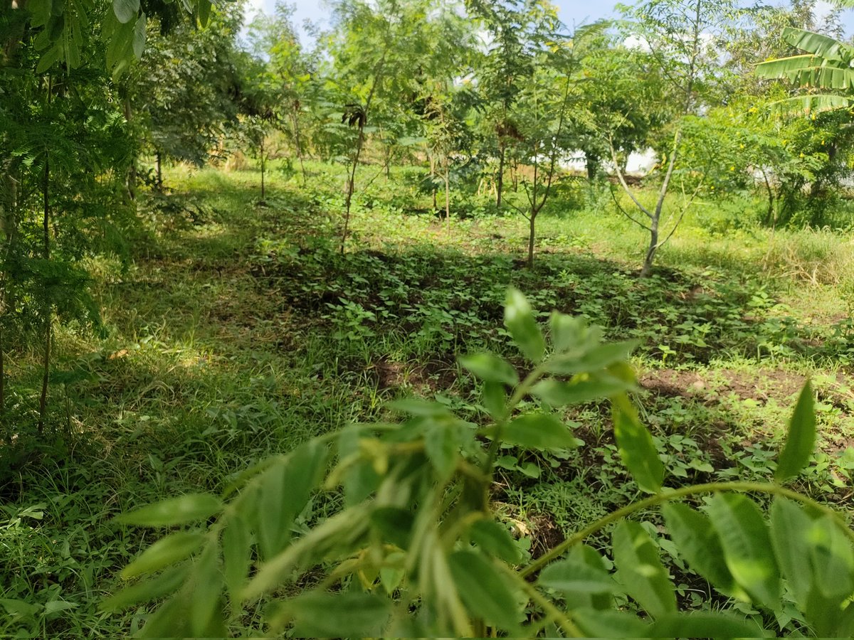 Ict011's tweet photo. We practice agroforestry at our green space and that's why our trees grow very fast and we harvest Healthy beans and vegetables under a cool environment🌱🌳💚💚.~Triple wins https://t.co/gSjsRZWBww
