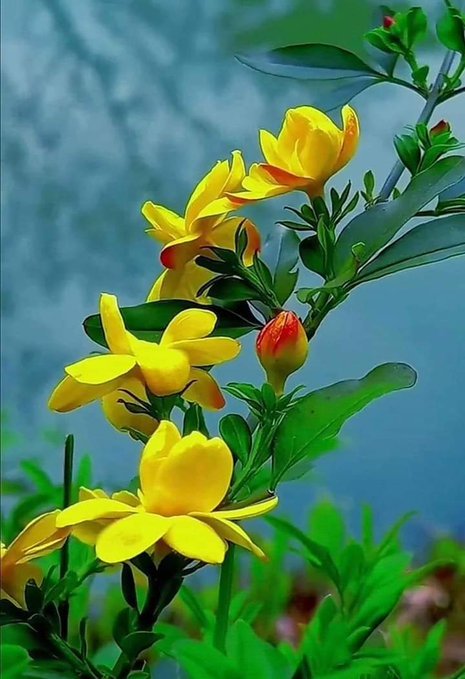 Raindrops2016's tweet photo. எளிமைக்கு 
ஒரு தனி அழகு
இருக்கிறது.. https://t.co/lLzeQFmTei