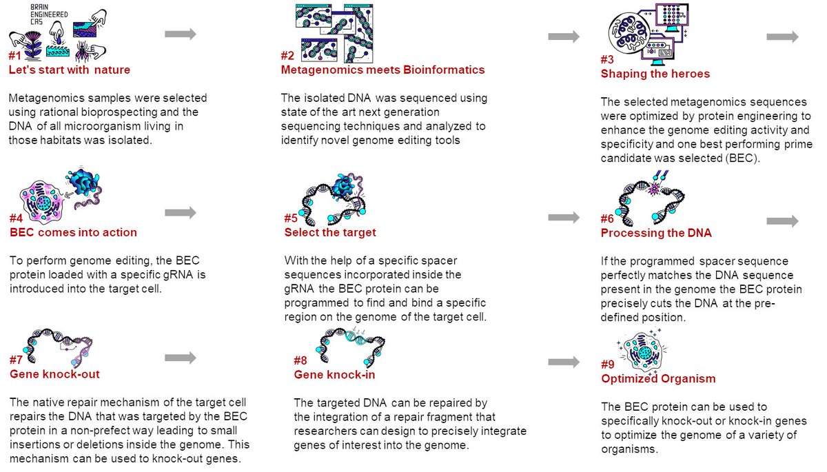 BRAINbiotech's tweet photo. We have achieved a major milestone demonstrating #genomeediting in mammalian cell lines with our proprietary CRISPR-Cas genome editing nucleases BMC and BEC. Press release: https://t.co/Pkkuv3TeO6
#biotech #BRAINengineeredCAS #CRISPR #biopharma #biobasedFuture https://t.co/y9jZX8s2SX