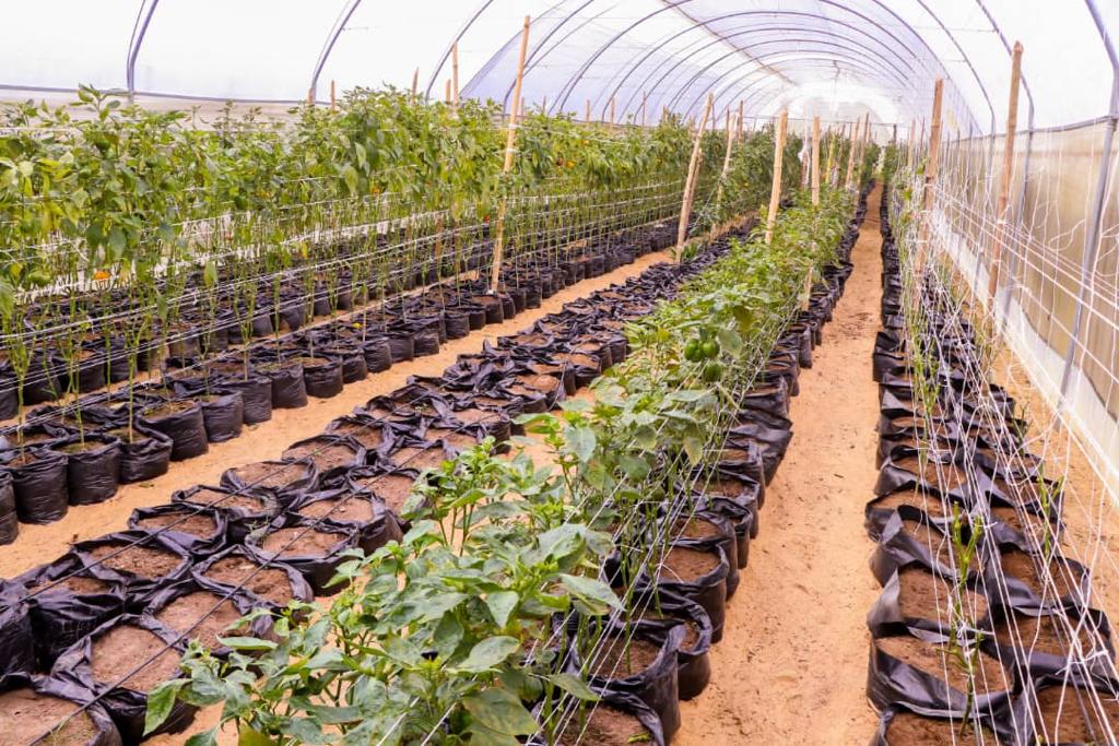 hanna_Iye's tweet photo. #DestinationBayelsa
The importance of agriculture can never be overstated, until leaders that meant well for the people leads disunity is unstoppable.
Governor Douye Diri thank you for redefining the benefits of agriculture practically, in our dear State. @AfricansRising https://t.co/dku04MOiNA