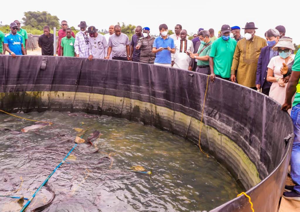 hanna_Iye's tweet photo. #DestinationBayelsa
The importance of agriculture can never be overstated, until leaders that meant well for the people leads disunity is unstoppable.
Governor Douye Diri thank you for redefining the benefits of agriculture practically, in our dear State. @AfricansRising https://t.co/dku04MOiNA