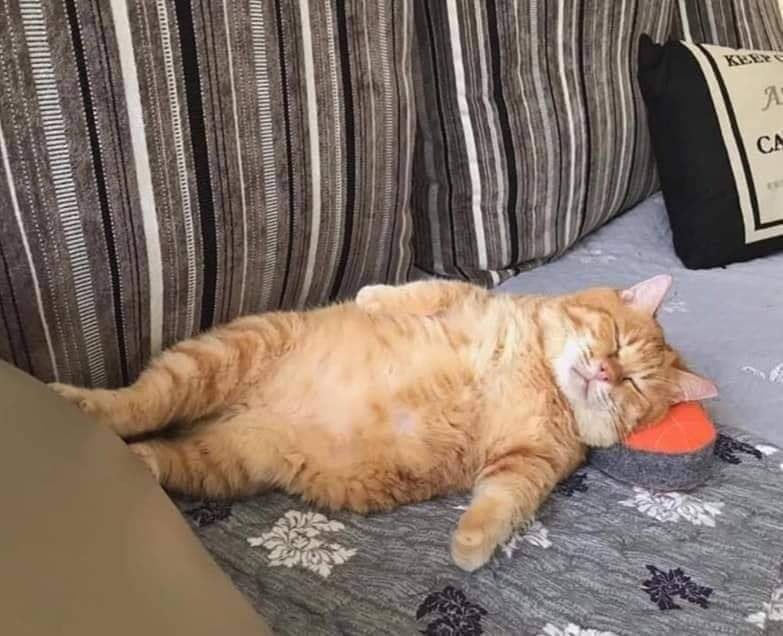 NisbatunT's tweet photo. @ulat_bulu_bulu 😂😂🤣🤣😂😂 kucing kalau di lihat dari segi apa pun tetep aja lucu, sampai marahnya aja lucu bisa sampai ada yg jebrak. https://t.co/oJR3hkCHep