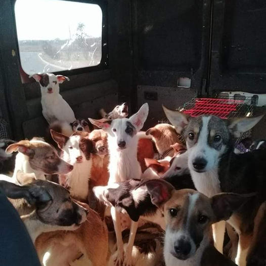 Cloudworkerr's tweet image. URGENT Ukraine: Please support Soi Dog Co-founder @JohnDalley, with an urgent request for your assistance in helping the traumatized dogs and cats of Ukraine.
