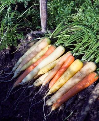 teamagronl's tweet photo. Wist u dat?
🥕Het #wereldworteldag of #worldcarrotday is?
🥕Wortels niet altijd oranje waren?
🥕Ze in de middeleeuwen paars en wit waren?
🥕Oranje werd gepromoot na de 80jarige oorlog?
🥕Wij daarom nu oranje wortels eten?
🥕De gekleurden weer te koop zijn?
🥕Die héél gezond zijn? https://t.co/W8rdAPQilx