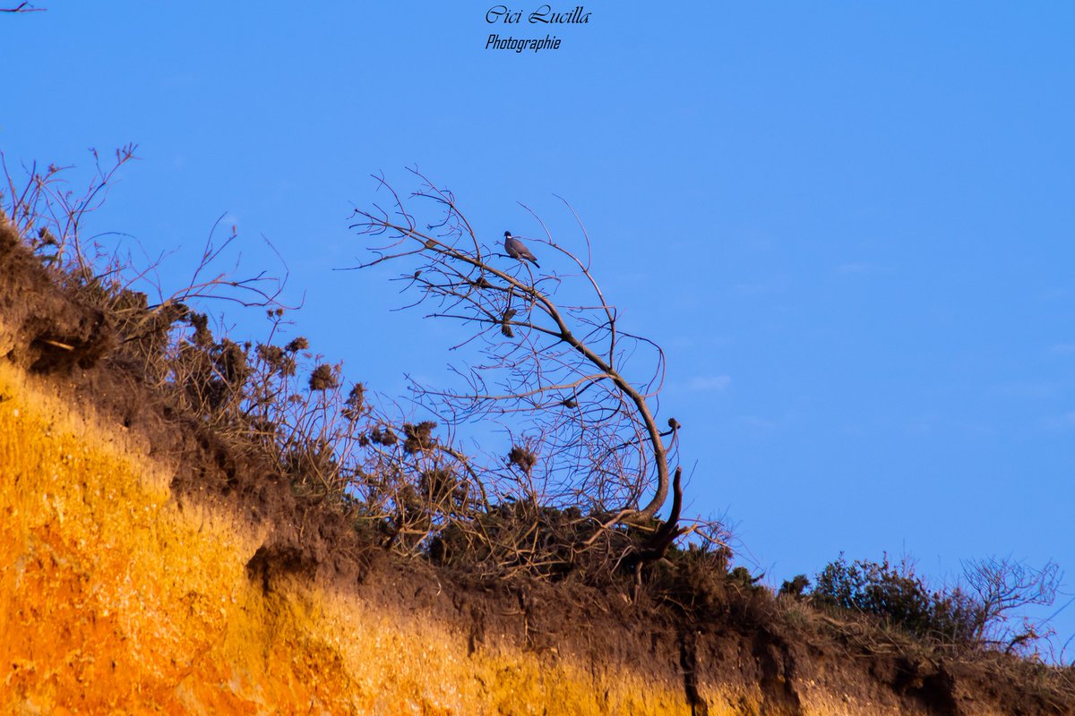 justmetitania's tweet photo. ☀️💛🧡💙
#photographylovers #photography #photographie #blusky #sunsetcolor #naturephotography https://t.co/Wk3ZKwGG9z