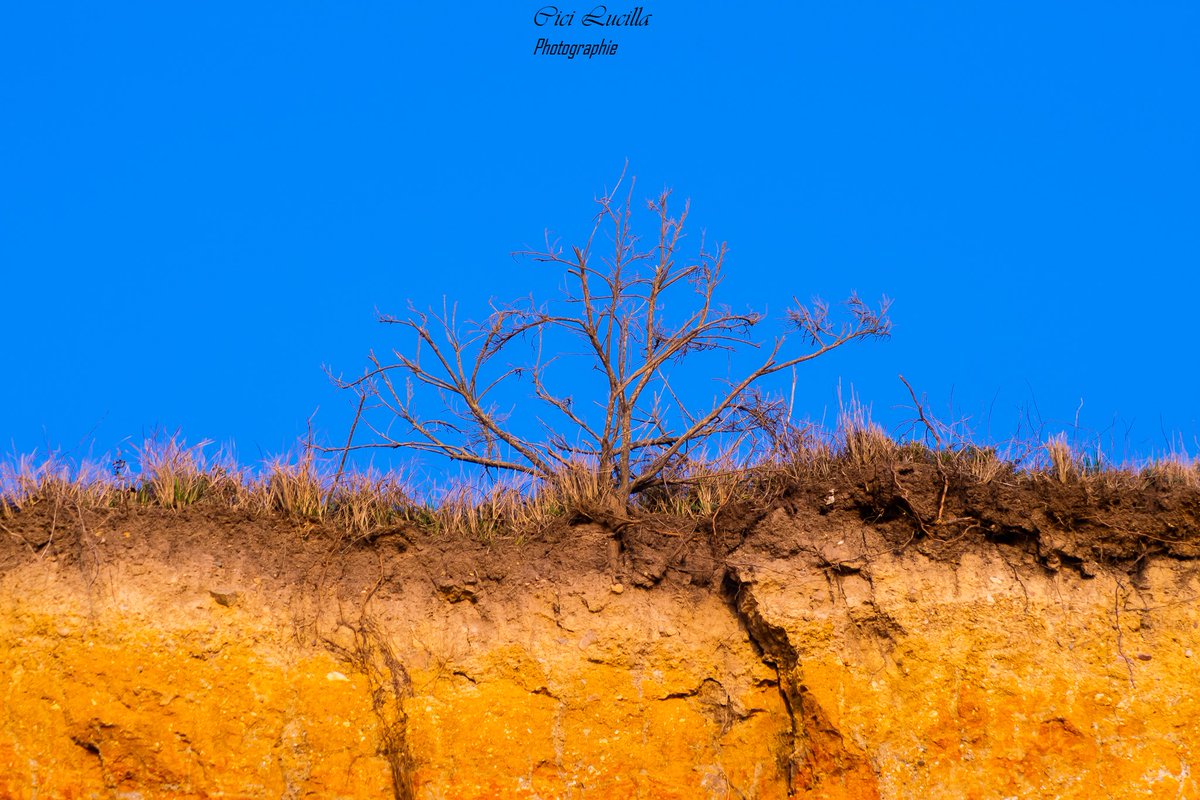 justmetitania's tweet photo. ☀️💛🧡💙
#photographylovers #photography #photographie #blusky #sunsetcolor #naturephotography https://t.co/Wk3ZKwGG9z