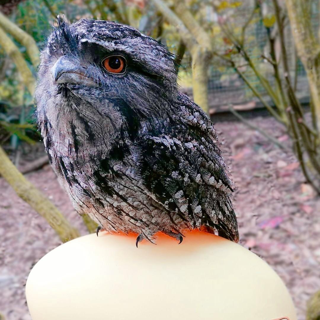 🐤 Birdworld's Easter EGG-stravaganza has begun! 🐤

Take part in our free Easter Egg Hunt Trail and learn all about our animals with daily events; including Penguin Feeding and our NEW Glorious Goat Encounters. 🐐

📷 Nikki, Conservation Education Team Lead