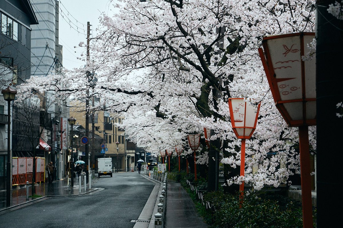OhashiSota's tweet photo. 京都×桜×雨 https://t.co/Cznb2HWRbu