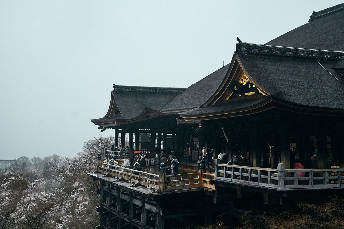 OhashiSota's tweet photo. 京都×桜×雨 https://t.co/Cznb2HWRbu