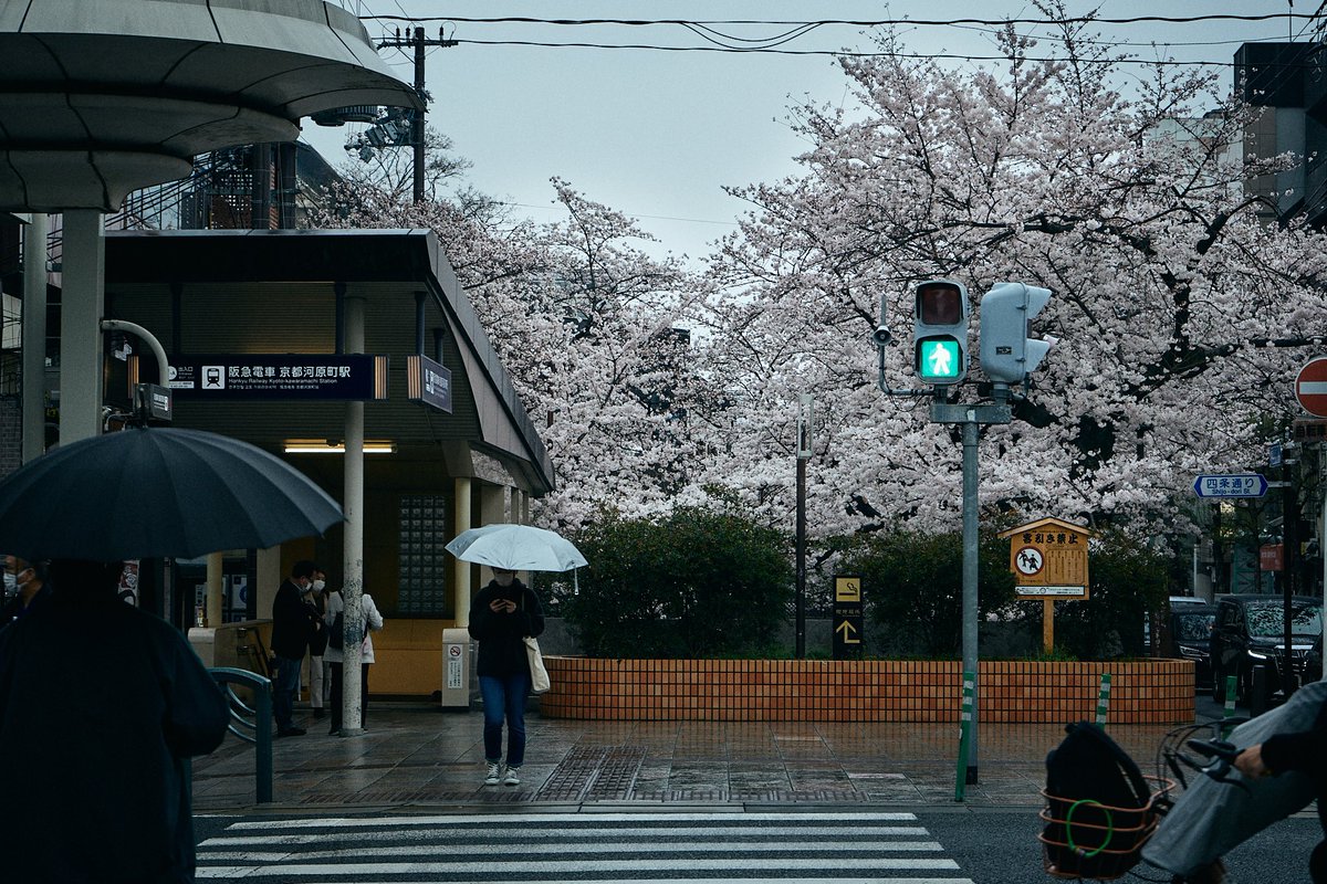 OhashiSota's tweet photo. 京都×桜×雨 https://t.co/Cznb2HWRbu