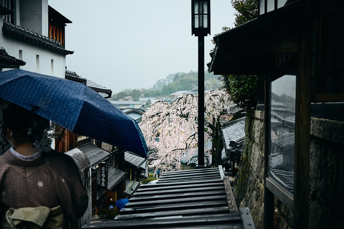 OhashiSota's tweet photo. 京都×桜×雨 https://t.co/Cznb2HWRbu