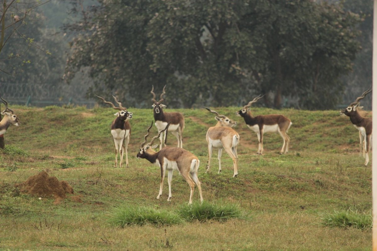 barnawaparaws's tweet photo. Blackbuck (Antilope cervicapra) Reintroduction of 39 Blackbuck to Barnawapara sanctuary. All the zoo animals are accumitiesed at barnawapara and then release to the barnawapara forest area. Visitors enjoy to see blackbuck naturally in Chattisgarh forest.

Hashtags :
#blackbuck https://t.co/c5u8JJr61U