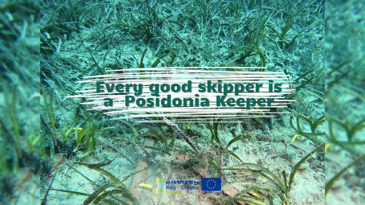 Did you know that an anchor pulls out an average of 34 #posidonia shoots? 
This sentence was designed by the project team of Udruga za prirodu, okoliš i održivi razvoj Sunce from Split (🇭🇷). We like it very much, and you?
#becomeposidoniakeeper #goodskipper is #posidoniakeeper