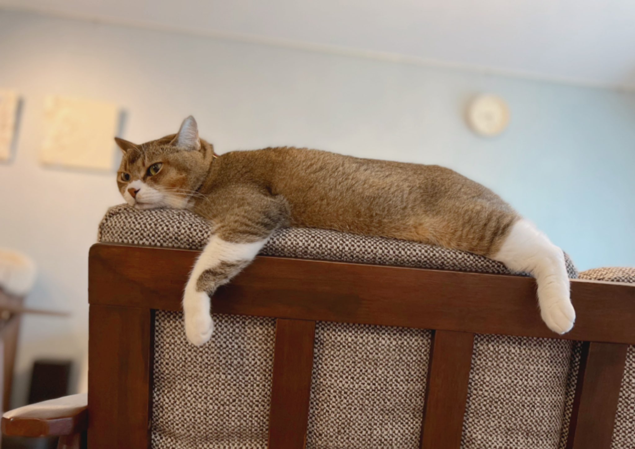 オキエイコ ねこヘルプ手帳 ふてぶてしいお姿で反省中 T Co W0j1l9qghn Twitter