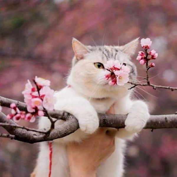 KatanaHugo's tweet photo. Romantic cat !
#photos #photography #cat #romantic https://t.co/74JjoQ10Wo