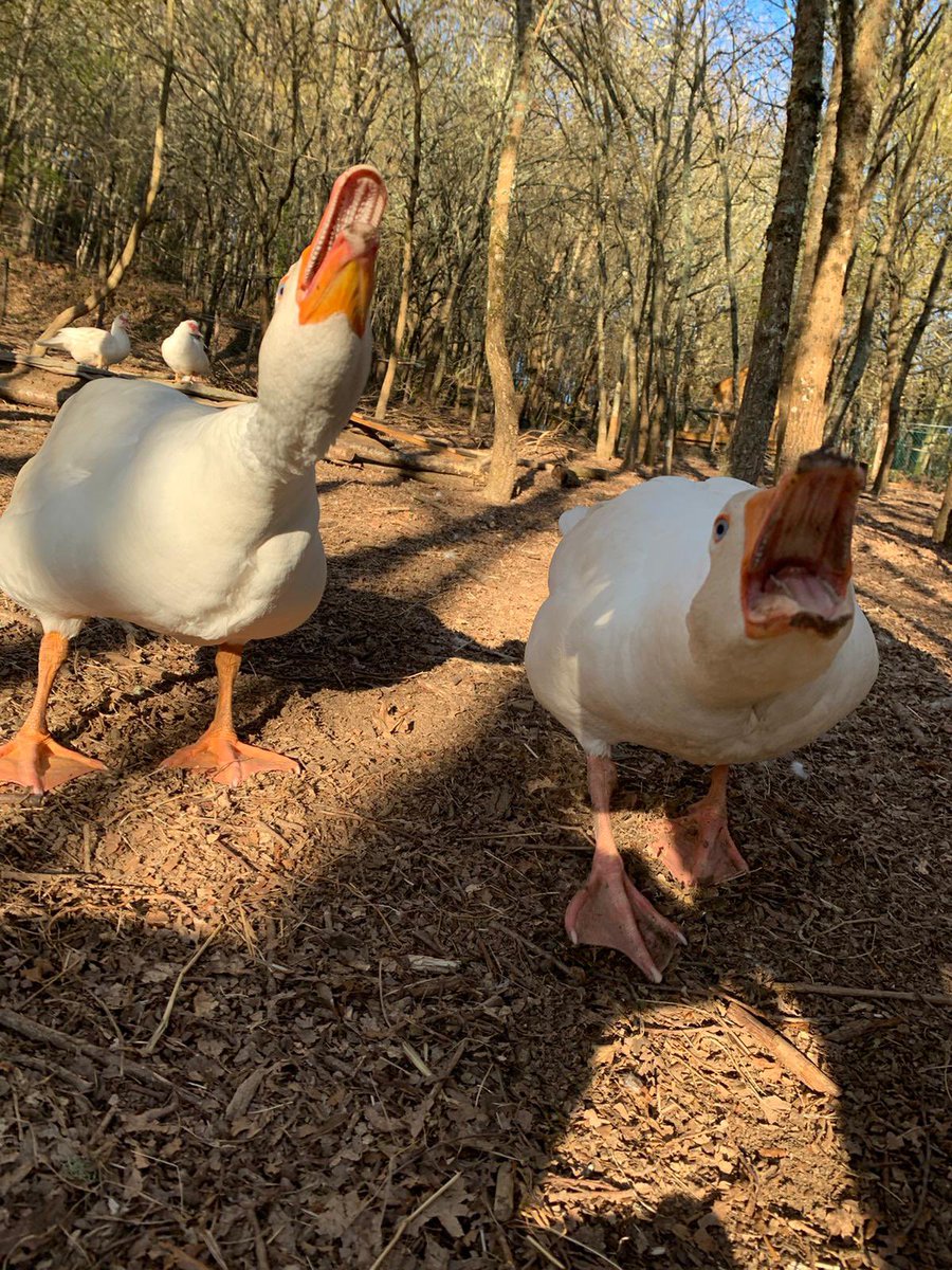 MinoValleyFarm's tweet photo. Travis & Jacob know that people sometimes require motivation on Mondays. They are here to get you moving #geesepolice #MondayMotivation https://t.co/0Pnw5XOuxL