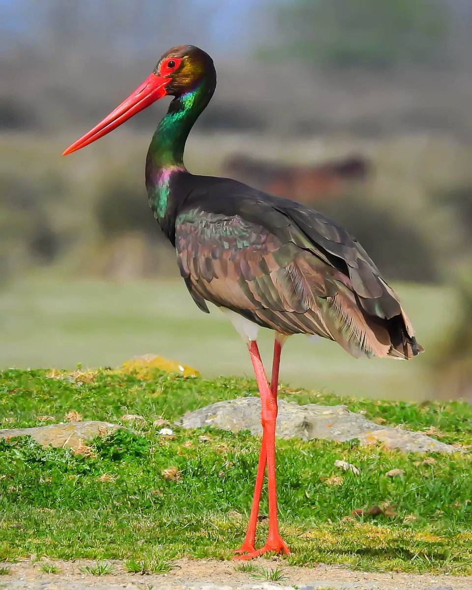 O kadar güzel ki, ne yazsam eksik kalacak ❤

Kara leylek » Black Stork » Ciconia nigra

Nisan, 2022

Samsun

#hangitür #birdwatching #birds #birdphotography #wildlifephotography #wildlife #NaturePhotography #nature #naturelovers