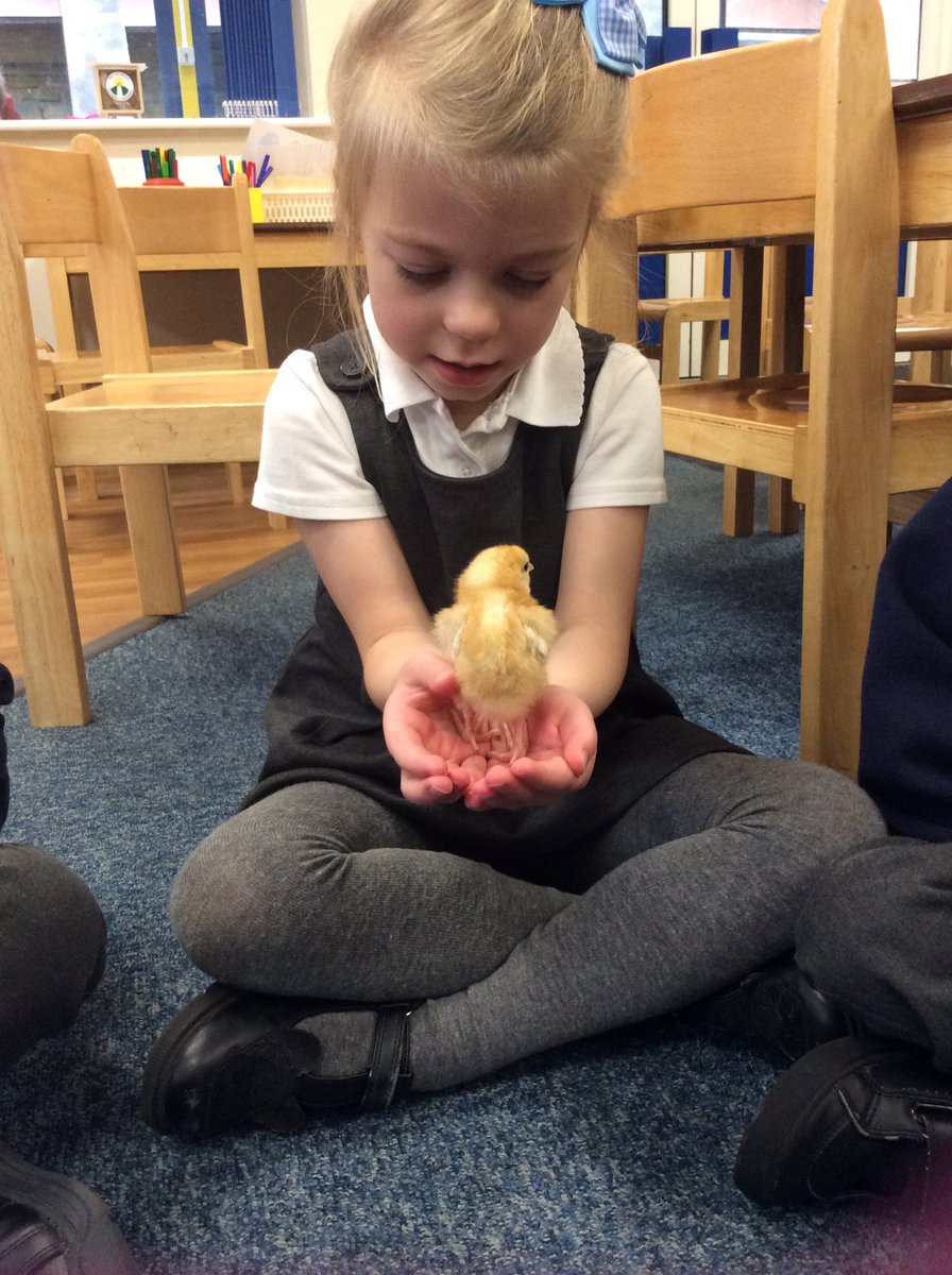 Proud2bBrow's tweet photo. Reception have all had a turn at holding a chick this morning. We all loved it! 🐥 https://t.co/mBfv7N9xSG