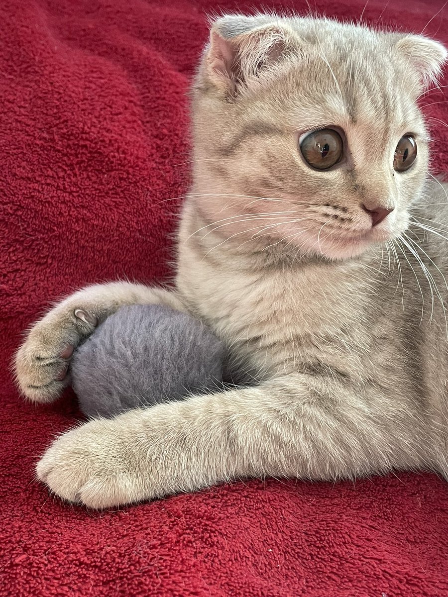 buglanova_'s tweet photo. я:
-ой моя кошка бегает за игрушкой и приносит ее обратно🥺🥺🥺

моя кошка, которая приносит ко мне игрушку, чтобы поиграть просто возле меня:
-почему эта сука выкидывает ее???? https://t.co/p9neKIuKcD
