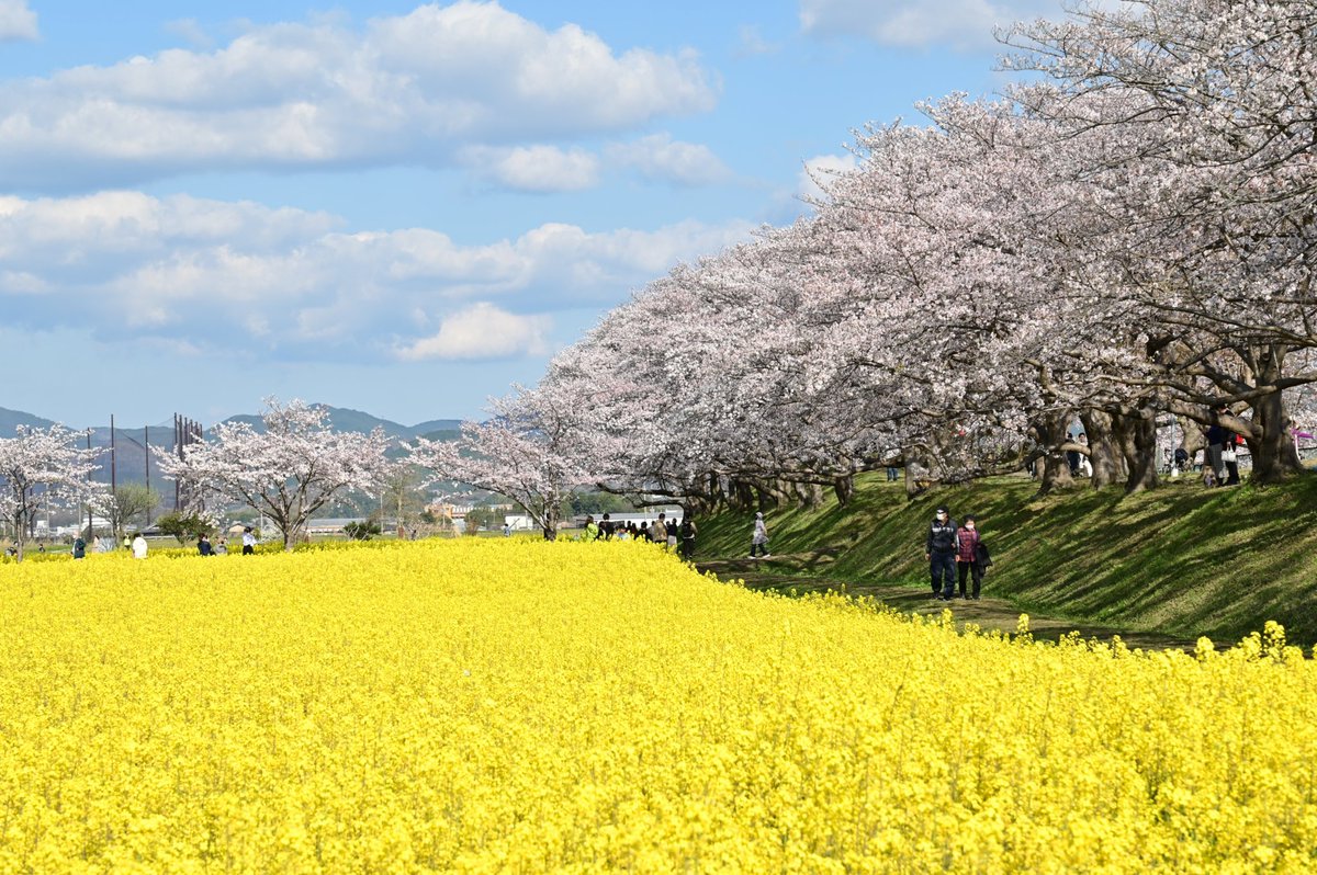 さくらとなのはな

#ファインダー越しの私の世界 #写真撮ってる人と繫がりたい #写真好きな人と繋がりたい