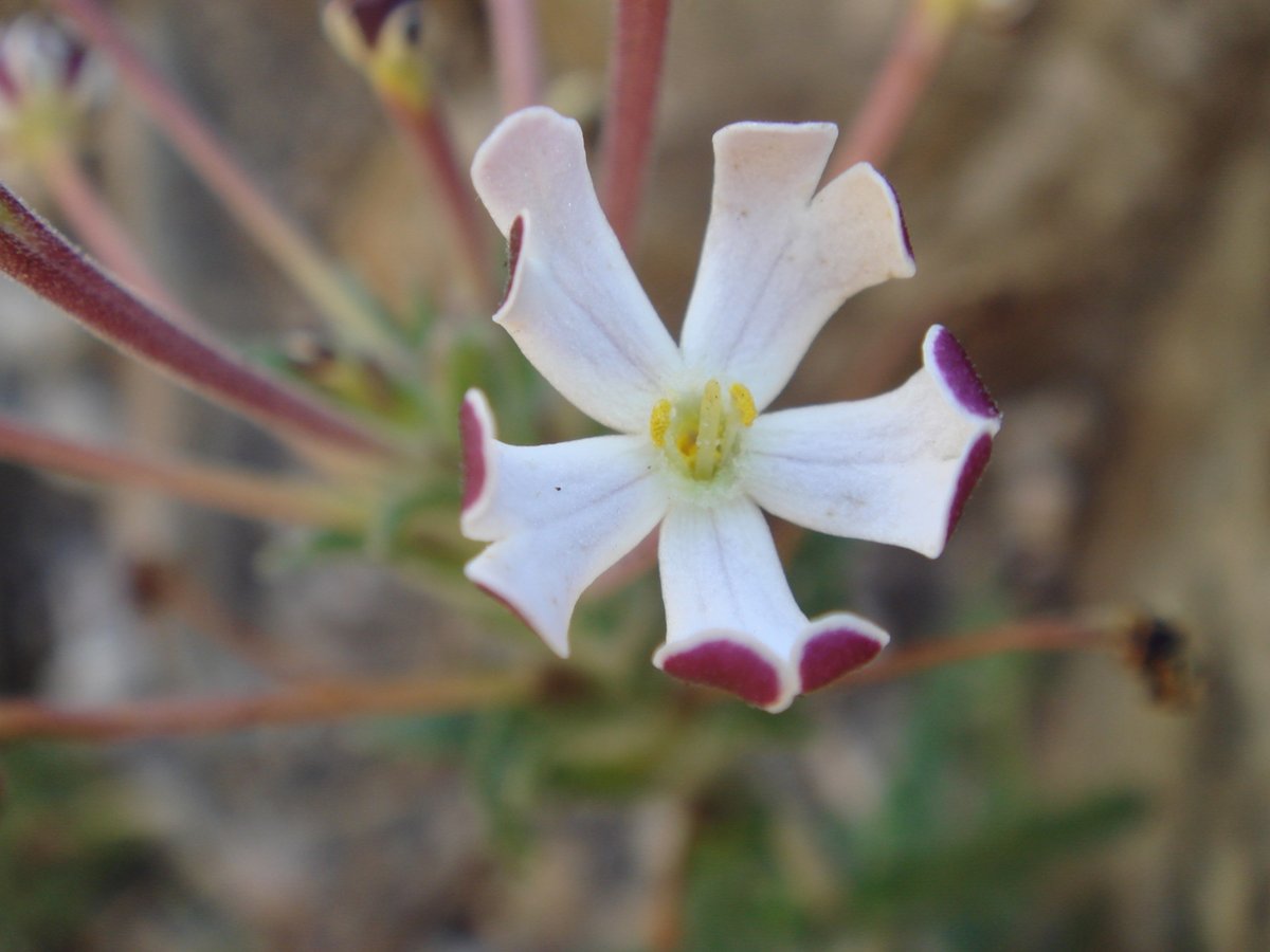 fernkloofza's tweet photo. #SCROPHULARIACEAE: #Zaluzianskya #capensis
Common name; Verfblommetjie or Drumsticks.
These flowers are closed during the day, opening at dusk; their scent can be very overwhelming and the plant is pollinated by moths. https://t.co/bzte7JAuxg