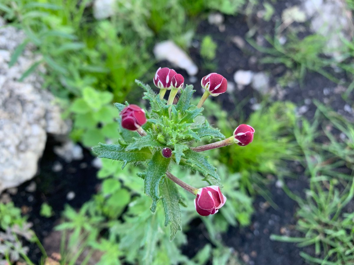 fernkloofza's tweet photo. #SCROPHULARIACEAE: #Zaluzianskya #capensis
Common name; Verfblommetjie or Drumsticks.
These flowers are closed during the day, opening at dusk; their scent can be very overwhelming and the plant is pollinated by moths. https://t.co/bzte7JAuxg