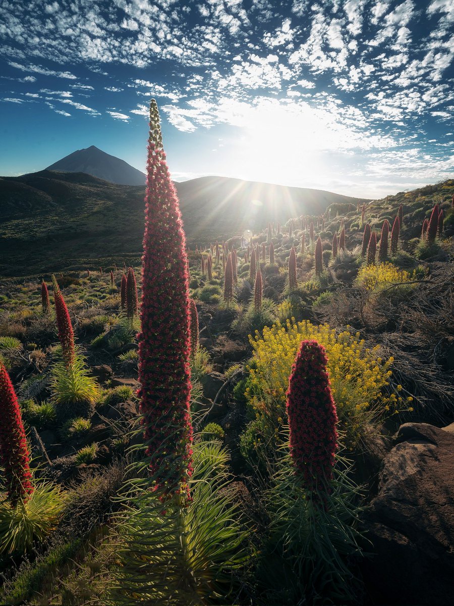 Zeworldphoto's tweet photo. Ya queda poco para volver a ver este espectáculo de color en el Parque Nacional del Teide

#Canarias #Tenerife #photography https://t.co/CSC6omxlAa