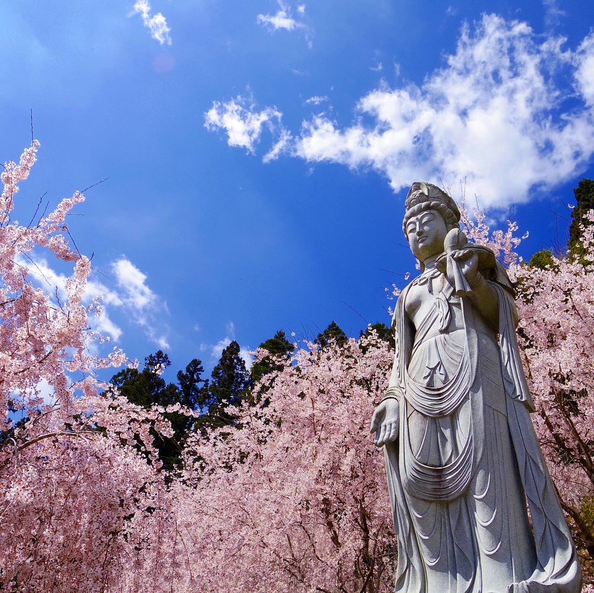 oriyaso's tweet photo. しだれ桜に囲まれて。
久々にpentax Q7で撮影。
やっぱ携帯よりこっちの方が綺麗に撮れる気がする。
#ゆうかの里
#桜
#しだれ桜
#zeal
#zeal250
#fzx250
#バイク
#ソロツーリング
#autobike
#春
#pentaxq7
#pentax
#yamaha
#ヤマハが美しい https://t.co/H1O0x58StC