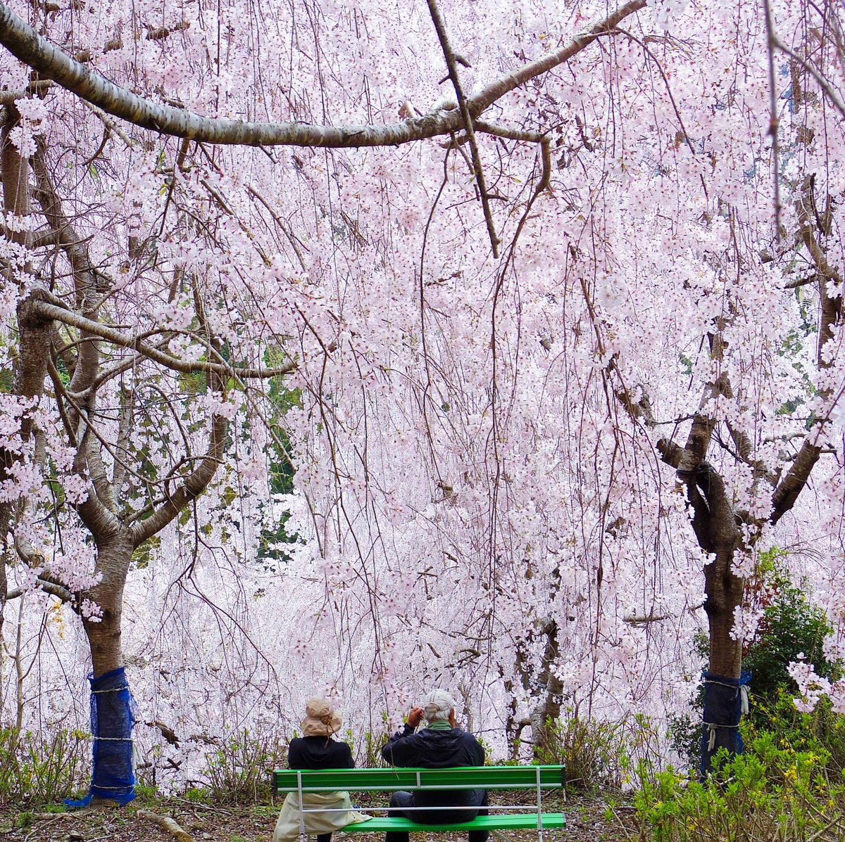 oriyaso's tweet photo. しだれ桜に囲まれて。
久々にpentax Q7で撮影。
やっぱ携帯よりこっちの方が綺麗に撮れる気がする。
#ゆうかの里
#桜
#しだれ桜
#zeal
#zeal250
#fzx250
#バイク
#ソロツーリング
#autobike
#春
#pentaxq7
#pentax
#yamaha
#ヤマハが美しい https://t.co/H1O0x58StC