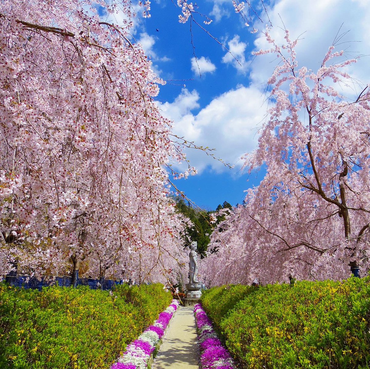 oriyaso's tweet photo. しだれ桜に囲まれて。
久々にpentax Q7で撮影。
やっぱ携帯よりこっちの方が綺麗に撮れる気がする。
#ゆうかの里
#桜
#しだれ桜
#zeal
#zeal250
#fzx250
#バイク
#ソロツーリング
#autobike
#春
#pentaxq7
#pentax
#yamaha
#ヤマハが美しい https://t.co/H1O0x58StC