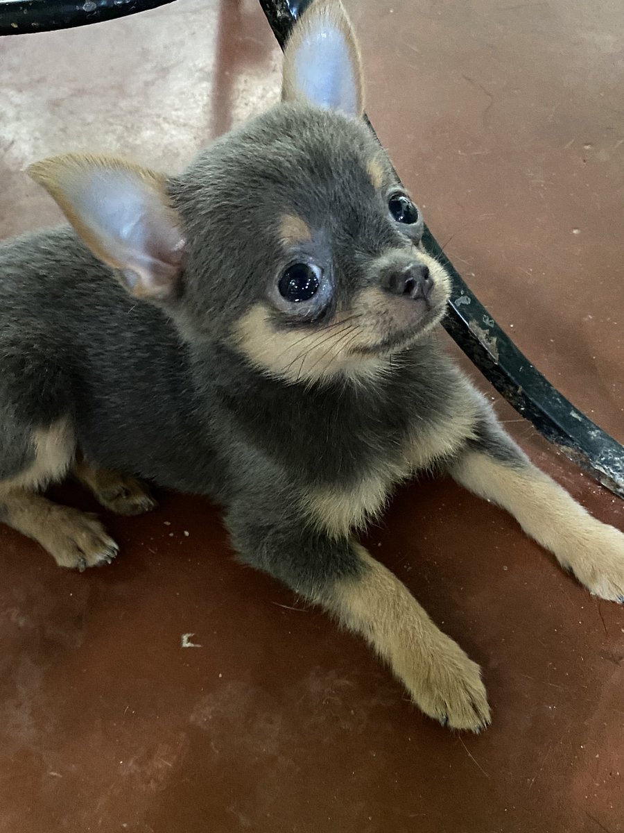 likeafruitkate's tweet photo. Miss you 🥺 hopefully maalagaan kang mabuti nung bago mong furparent https://t.co/p7rASQYqQ0