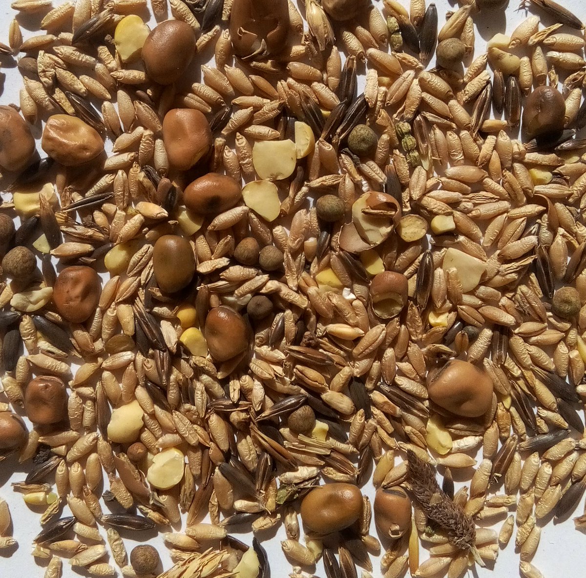 CapProteines's tweet photo. Les #méteils grains allient céréales et protéagineux ☘️🌾🐄🐂🐑🐐

Cultivés et récoltés ensemble, céréales et #protéagineux donnent un aliment riche qui intéresse les #éleveurs bios et conventionnels. Vive les mélanges !

👉🏻 https://t.co/fDI2IonJbH 
@JeremieJost @InstitutElevage https://t.co/9x2t44zkBr
