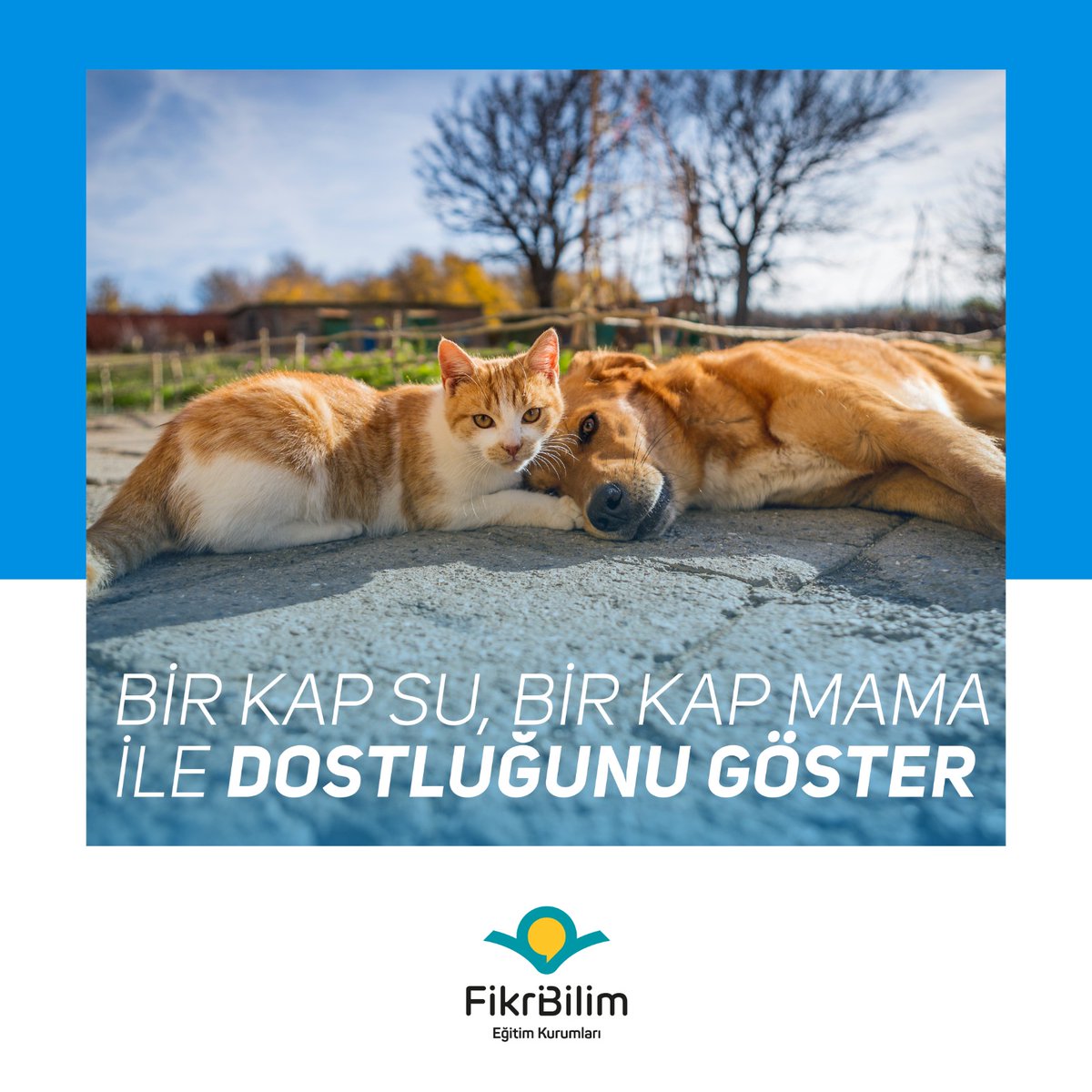 bafam4's tweet photo. Sokaktaki arkadaşlarımız için "Bir kap su, bir kap mama, bolca sevgi..." 4 Nisan Dünya Sokak Hayvanları Günü Kutlu Olsun.#Dünyasokakhayvanlarıgünü https://t.co/GAIX8DMhml