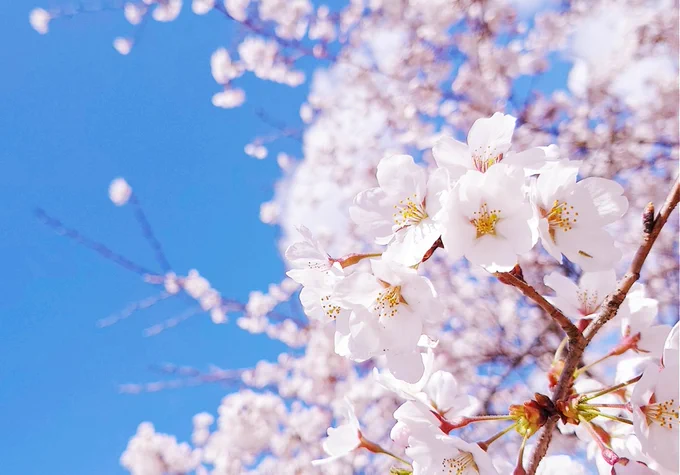 🌸🌸🌸 