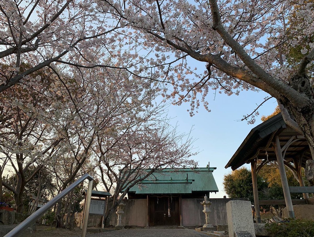 ushimadoshrine's tweet photo. 牛窓招魂社、牛窓五香宮の桜が見頃を迎えています。
夕方に写真を撮影したので、夕陽に染まっていますが、日中はとても綺麗です🌸
#牛窓神社 #牛窓招魂社 #牛窓五香宮 #招魂社 #五香宮 #岡山県 #瀬戸内市 #牛窓町 #牛窓 #神社 #神社仏閣 #瀬戸内海 #唐子の瀬戸 #桜 #さくら #ushimado #ushimadoshrine https://t.co/VA1uHkkhsR