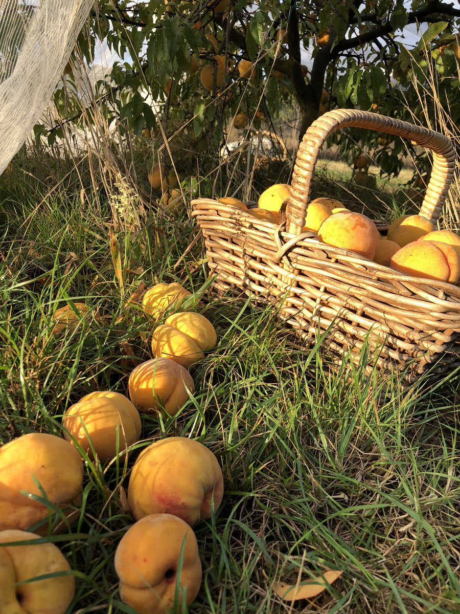 BloodyK8's tweet photo. On the weekend, Rob launched the new-season catalogue for @heritage_fruit . There is so much work that goes into the growing of this extensive catalogue of fruit trees and ornamental plants. Trees can be ordered now for delivery in winter 🍎 https://t.co/T8nZCiSsCi https://t.co/Uz3r2qC4Fn