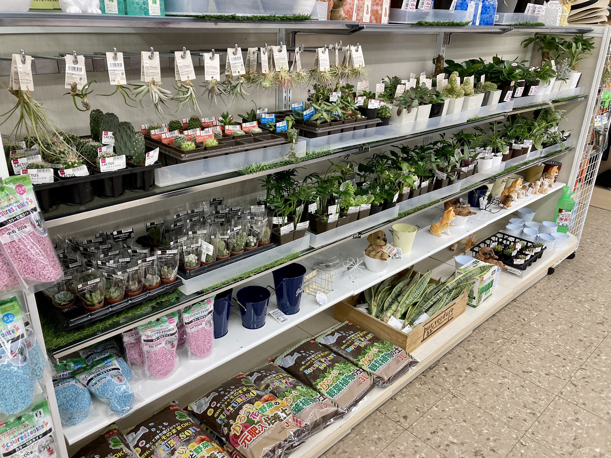 盃 Sakazuki 園芸系 夕飯の買い出しついでに立ち寄ったダイソー 急に植物コーナーが充実しておった 大好きなスイコウカンはムチムチ けど既に手元にあるので見送り 他に多肉系では欲しいものは無く インドチョウランをお迎え ダイソー