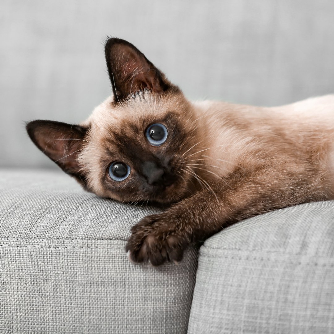 roidmiuk's tweet photo. Itโs officially #NationalPetMonth! ๐ถ
Here at #ROIDMIHQ, we love our pets but not so much the fur thatโs shed and left behind on our furniture.
#ROIDMIRecommends using the RS60 for sucking up loose hair. ๐ฑ
Tag us in your pet pics using the hashtag #ROIDMIPETS https://t.co/jizy5CRU1j