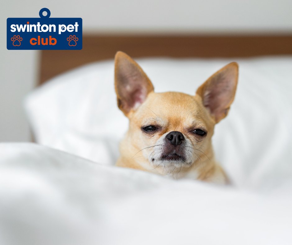Swinton_PetClub's tweet photo. Monday morning mood - am I right? 😒😴💤
#Mondayzzz #MondayMood https://t.co/8dogy26MA2