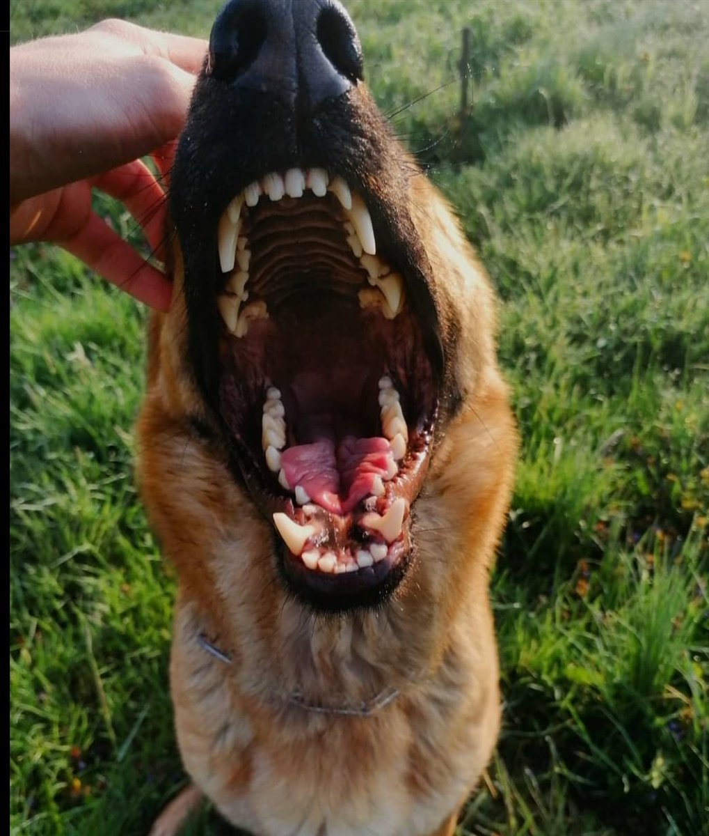 Woof😯
#GermanShepherd #DogsofTwittter