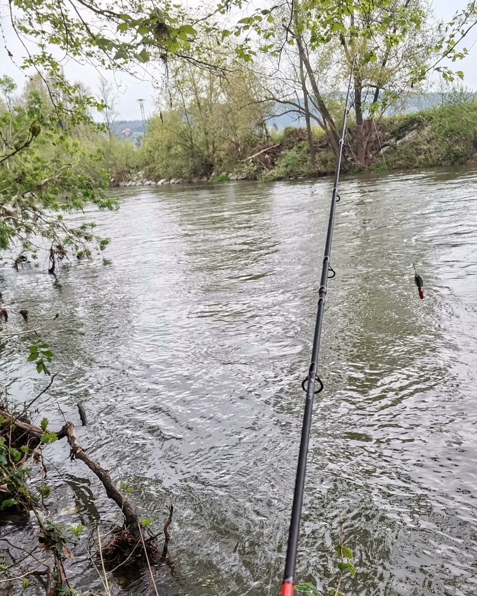 jmartinoz's tweet photo. Primera trucha del año (35cm), caer la cucharilla y engullirla, un ejemplar precioso. #Fishing #Spinning #Caperlan #PasRiver #Cantabria #RioPas https://t.co/xuX9JrtUZe