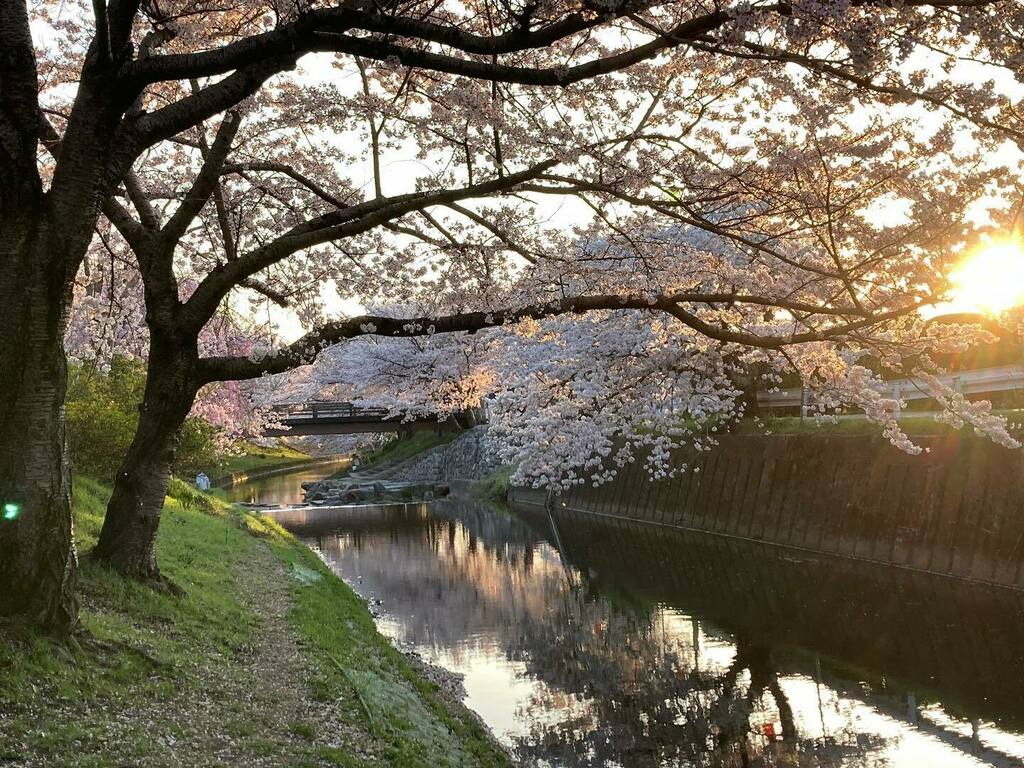 zakka_kauri's tweet photo. 夕焼け散歩　佐保川の桜も満開の満開🌸

#佐保川の桜 #奈良 https://t.co/7OaC7lsizZ https://t.co/Tqva4vLIpY