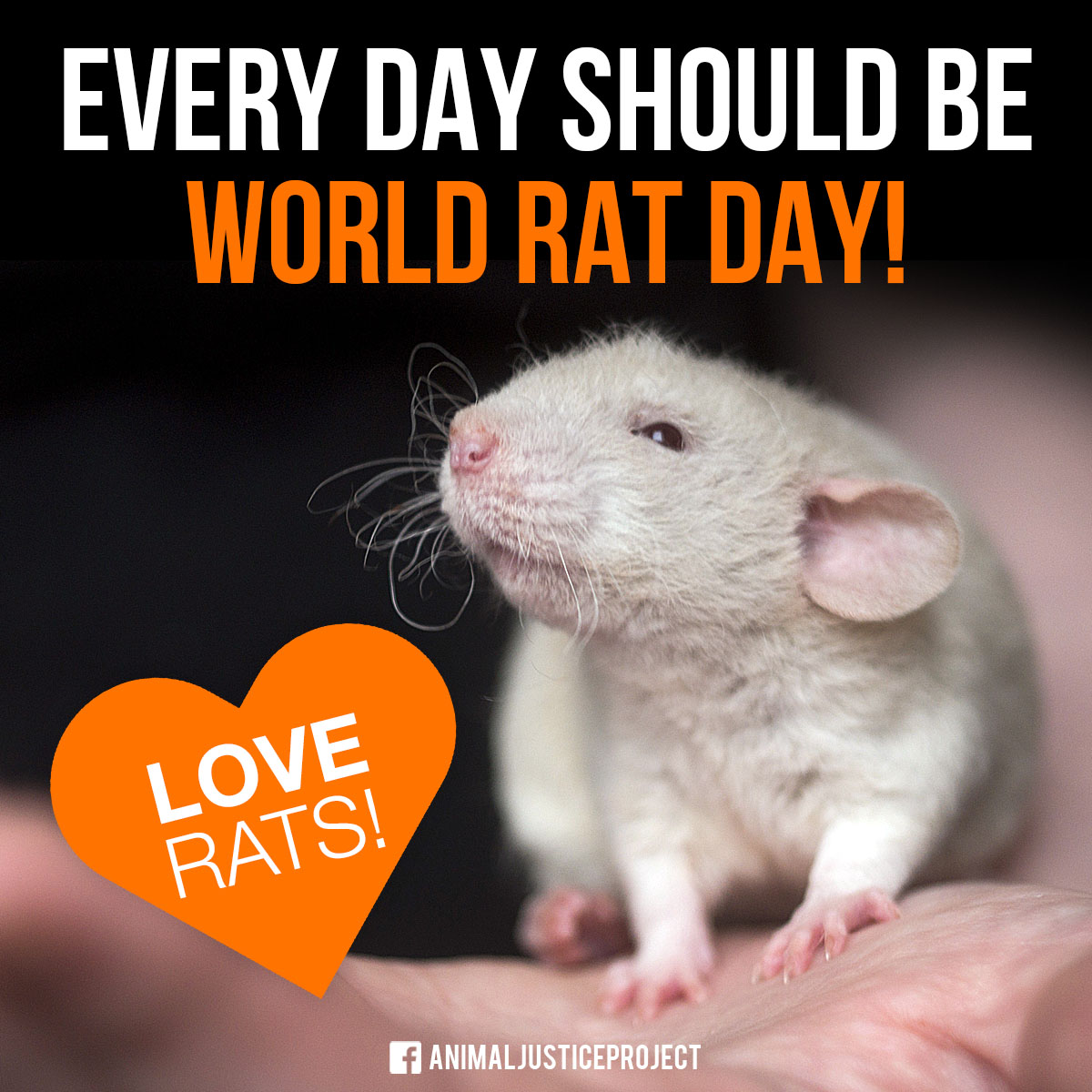 It’s World Rat Day!
Despite all the misconceptions, these individuals are, in fact friendly, caring, kind and highly intelligent. They value spending time with humans and nonhumans.

BE MORE LIKE RATS!

#WorldRatDay #Vegan #Rat #Rats #WRD2022 #WorldRatDay2022