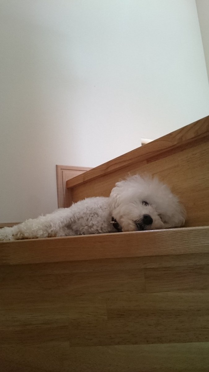 cafe4916's tweet photo. もう昼間に何してるか観察できないんだなって考えると涙が出る
長生きしてくれ頼む https://t.co/piHi0MT49g