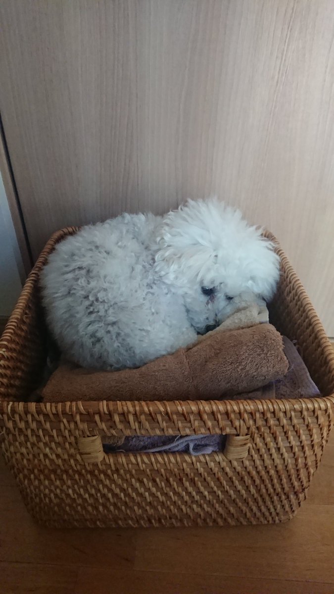 cafe4916's tweet photo. もう昼間に何してるか観察できないんだなって考えると涙が出る
長生きしてくれ頼む https://t.co/piHi0MT49g
