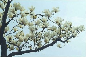 <꽃이 피듯>
봄이 오니
겨울은 알아서 물러 갔다
산수유가 피고
개나리가 피더니
목련이 피어 나고 있다
수많은 꽃나무들이 
순서따라 꽃을 피우려고  
준비하고 있다

5월이 되면
어둠의 세력은 물러갈 것이고
새로운 세력이 희망을 만들고
그동안 움추렸던 국민들 마음에도
꽃이 피어나면 좋겠다