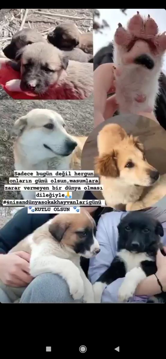 #4nisandunyasokakhayvanlarigunu 
Her gün onların da günü olması dileğiyle 🙏