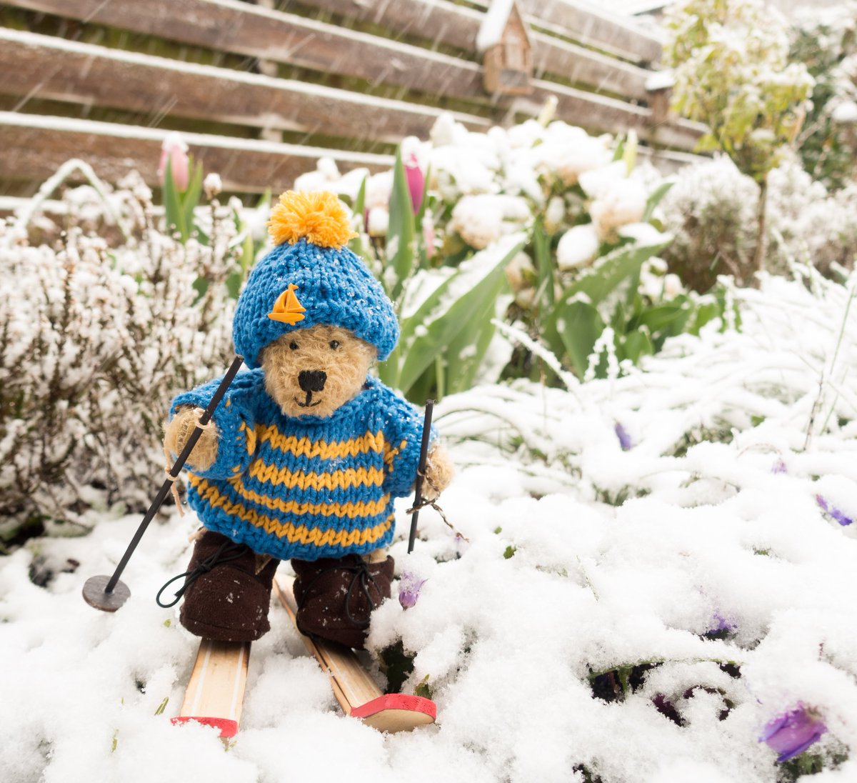 A few days ago we had snow for a short time. Of course I took the opportunity and strapped on my skis. 🎿 A small tour between the tulips you do not have every day.🌷
#MountaineeringBears #ski #plushielife #plushielove #langlaufen #skijumpingfamily #wintersport #winter #teddybear