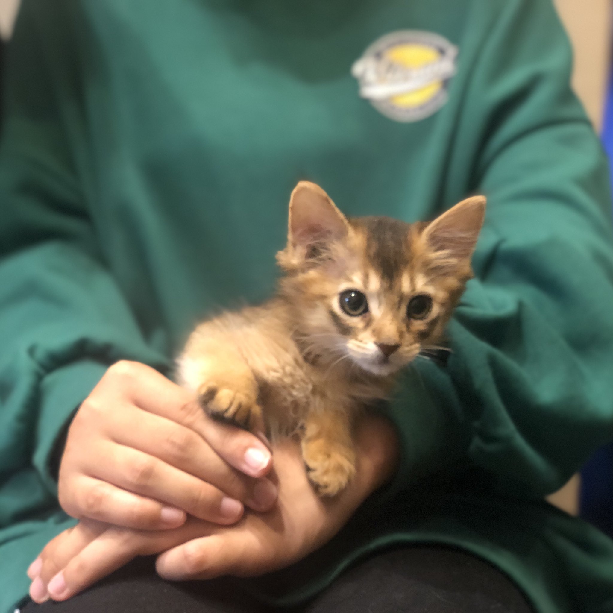 マシュマロパンダ アニマルカフェ ショップ Mmpnd Gunma Twitter